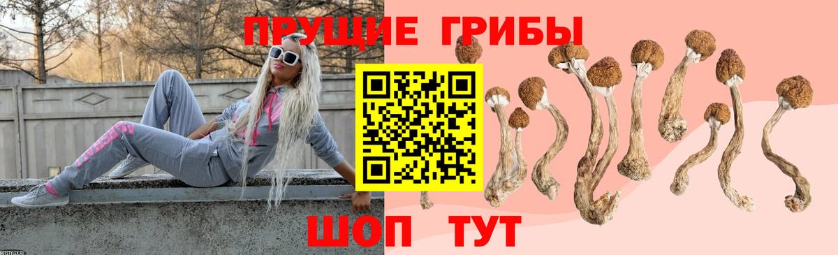 Псилоцибиновые грибы Psilocybe Сунжа